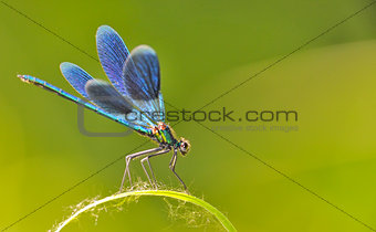 the blue dragonfly 