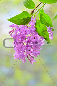 lilac violet flowers