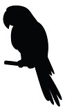 Parrot on a pole, silhouette