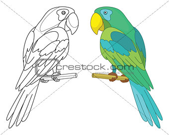 Bird parrot on a perch