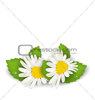 Camomile flowers with shadows on white background