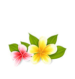 Pink and yellow frangipani (plumeria), exotic flowers isolated o