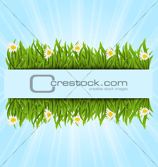 Spring postcard with grass field and flowers chamomiles, copy sp