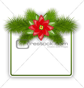 Christmas postcard with fir twigs and flower poinsettia