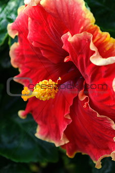 Single Macro Flower with natural Background
