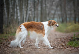 Adult russian borzoy dog 
