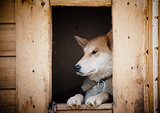 Sad dog in doghouse