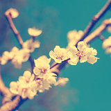 Cherry blossom close up shot