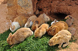 rabbits feeding on grass and rabbit hole