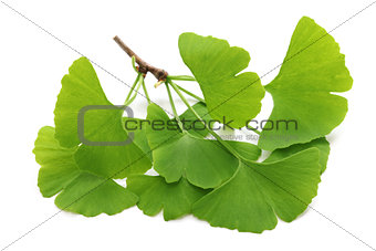 ginkgo biloba leaves