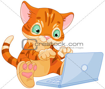 Kitten with laptop