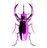  rhinoceros beetle