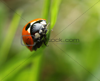Labybug on green grass