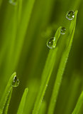 Grass. Dew on the grass.