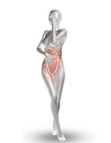 3D female medical figure with stomach pain and partial muscle ma