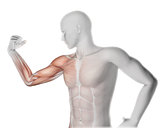3D male medical figure flexing arm with partial muscle map