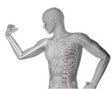 3D male medical figure flexing arm