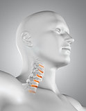 3D male medical figure with skeleton neck highlighted