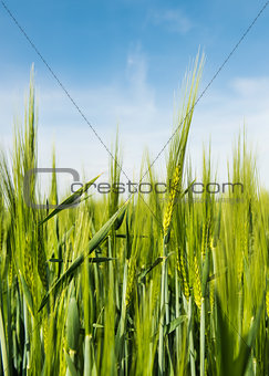 Grain on the field
