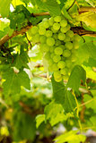 Grapes with green leaves