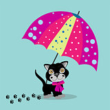 Cat in umbrella