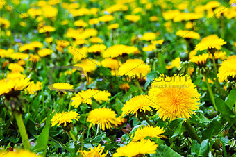 Beautiful landscape with foalfoot flowers among yellow field