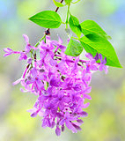 branch with lilac flowers