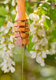 robinia honey with acacia blossoms