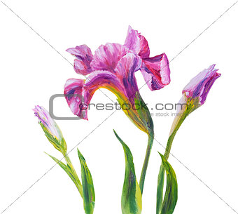 Irises, oil painting on canvas
