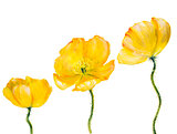 Yellow Poppy isolated on white