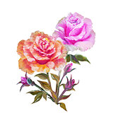 Rose isolated on white, oil painting