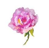 Rose isolated on white, oil painting