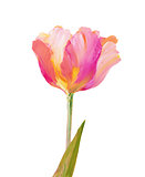 Vintage pink tulip.