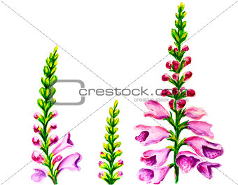 Foxglove flowers, oil painting on canvas