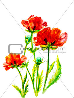 Poppies on green, watercolor