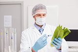 Scientist holding lettuce and injecting fluid with syringe