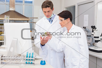 Scientists looking attentively at petri dish