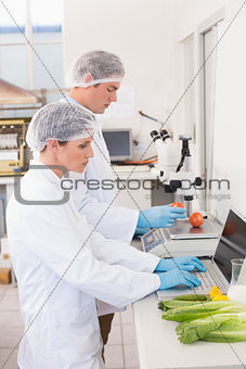 Scientists working attentively with vegetables