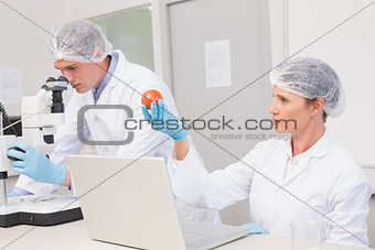 Scientists examining tomato