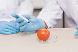 Scientists working attentively with tomato
