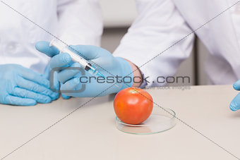 Scientists working attentively with tomato