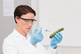 Scientist working attentively with courgette