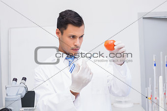 Serious scientist doing injection to tomato