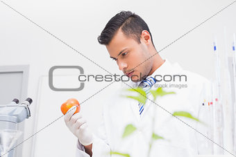 Perplex scientist looking at tomato