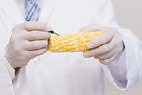 Scientist with protective gloves examining corn