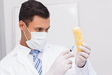 Scientist injecting a corn cob