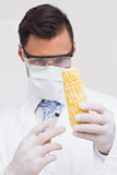 Scientist injecting a corn cob