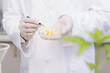 Scientist examining corn in petri dish