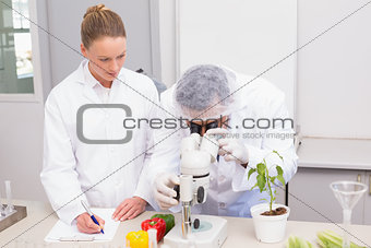 Scientist examining peppers with microscope while colleague writing in clipboard