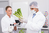 Scientist examining lettuce while colleague writing in clipboard